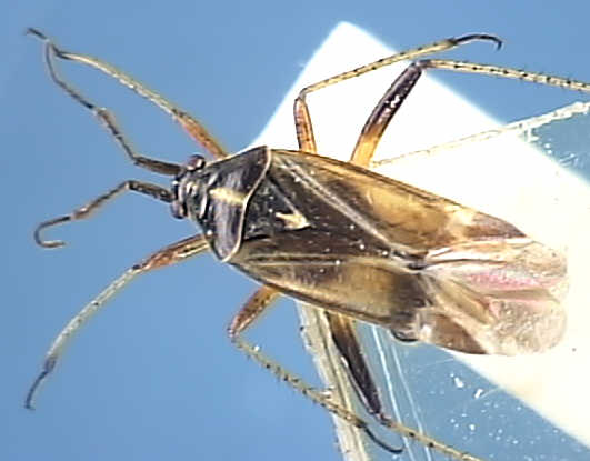 Harpocera thoracica
